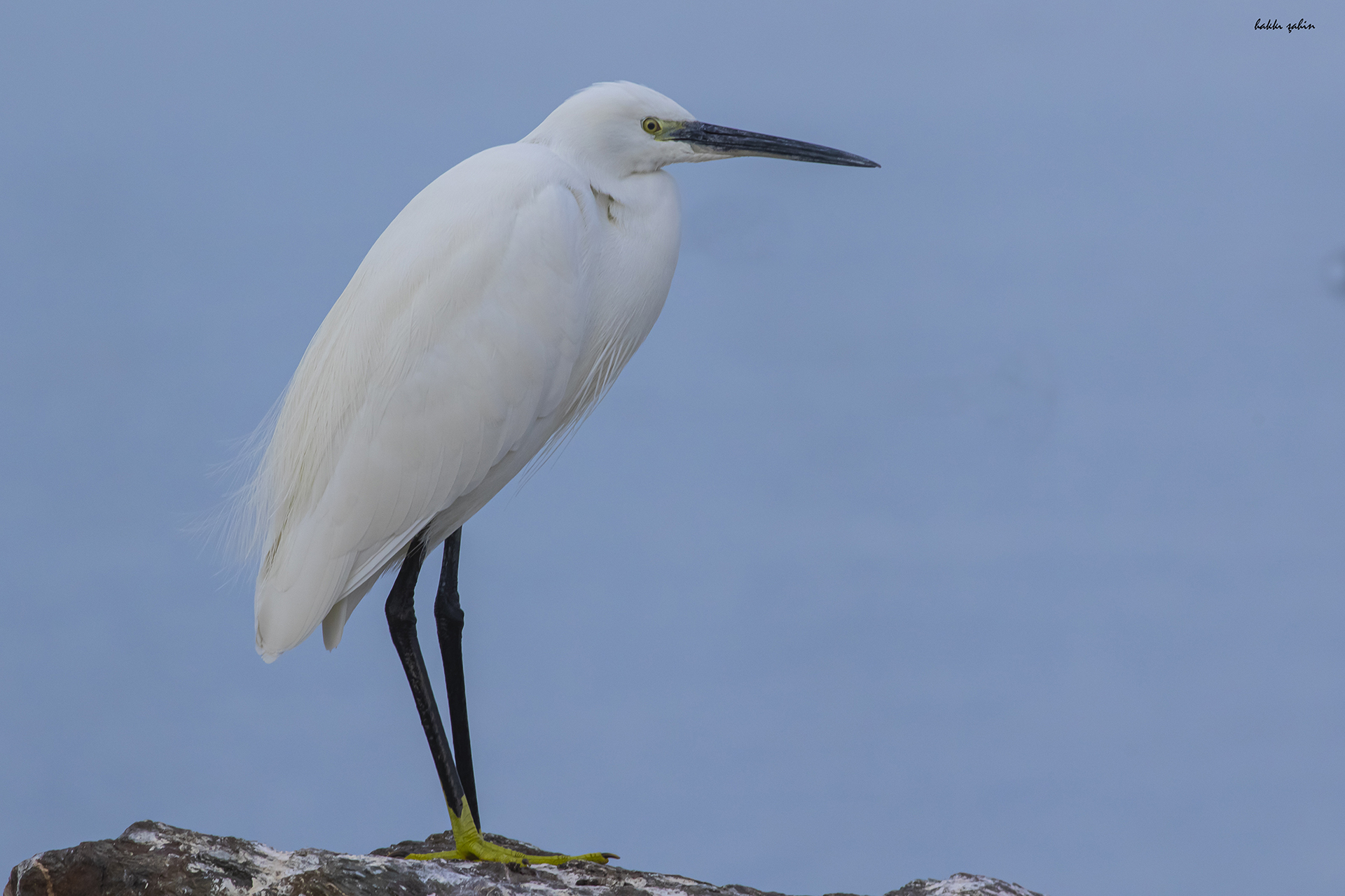 Little Egret